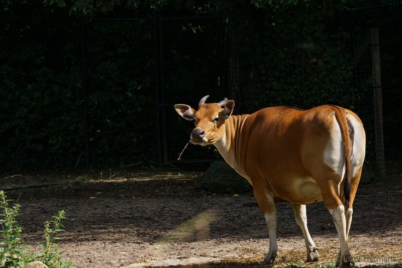 DSC00993.JPG - Banteng