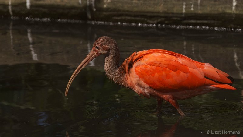 DSC01102.JPG - Rode Ibis