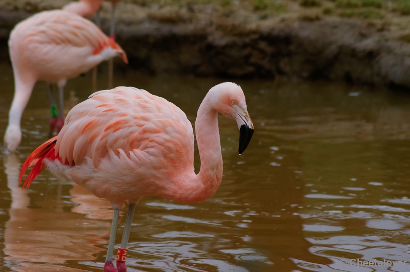 _DSC0229.JPG - Chileense Flamingo