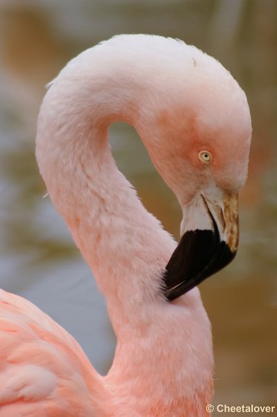 _DSC0232.JPG - Chileense Flamingo