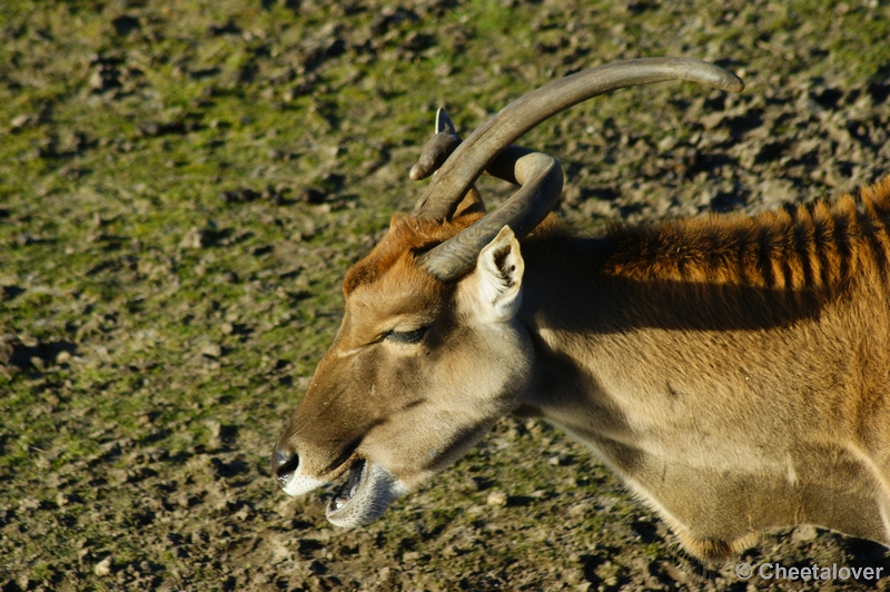 _DSC0155.JPG - Eland Antilope
