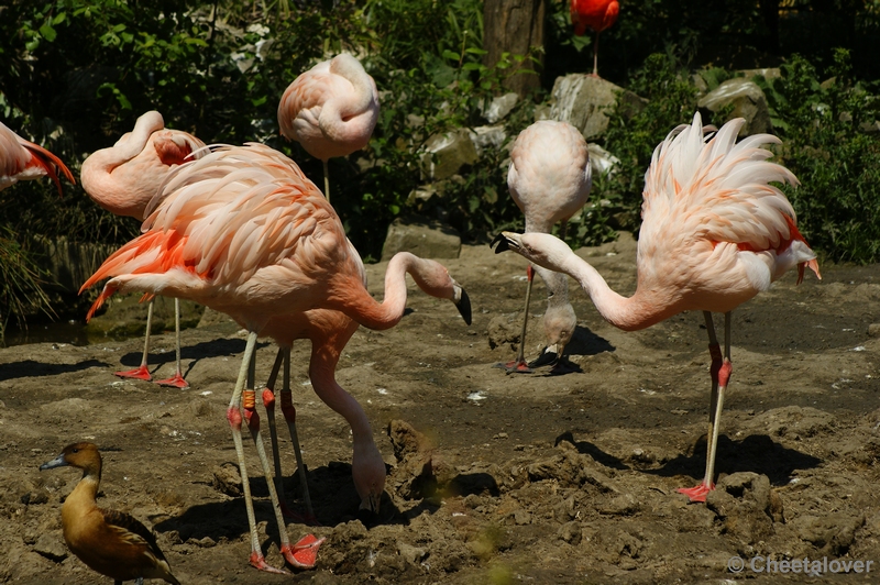_DSC0150.JPG - Chileense Flamingo
