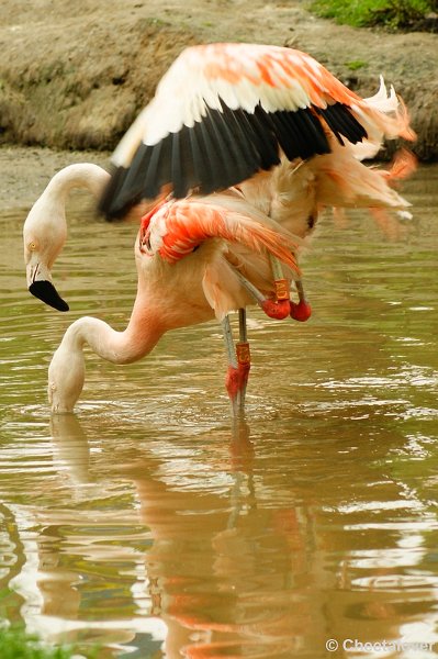 _DSC0385.JPG - Chileense Flamingo