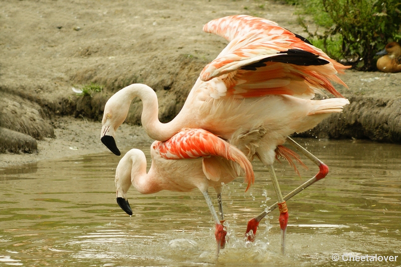 _DSC0390.JPG - Chileense Flamingo