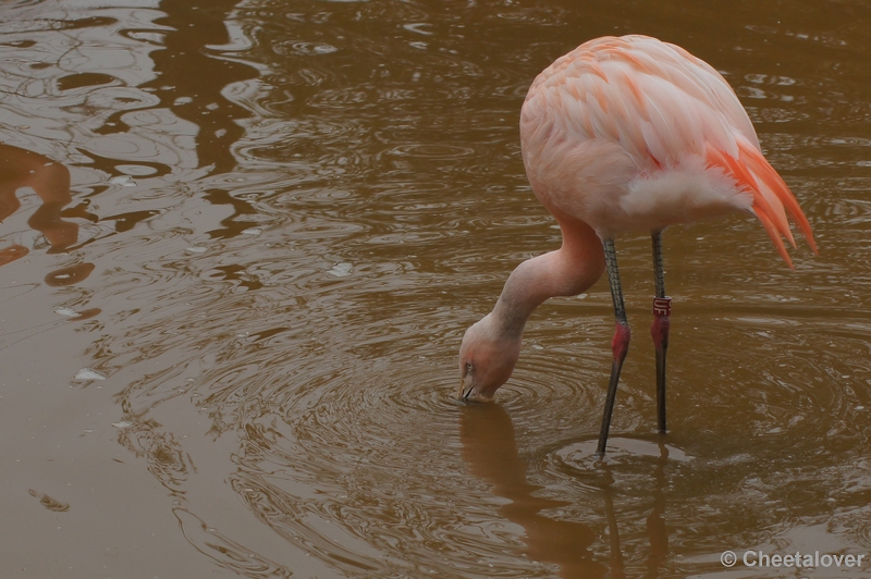 DSC01775.JPG - Chileense Flamingo