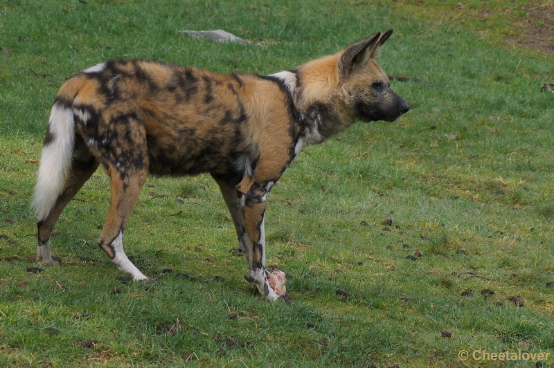 DSC04399.JPG - Afrikaanse Wilde Hond