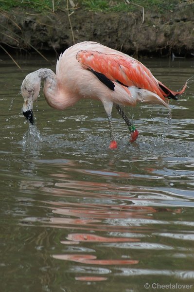 DSC04735.JPG - Chileense Flamingo