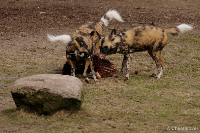 _DSC9332kopie.JPG - Afrikaanse Wilde Hond