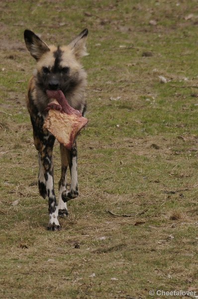 _DSC9339kopie.JPG - Afrikaanse Wilde Hond