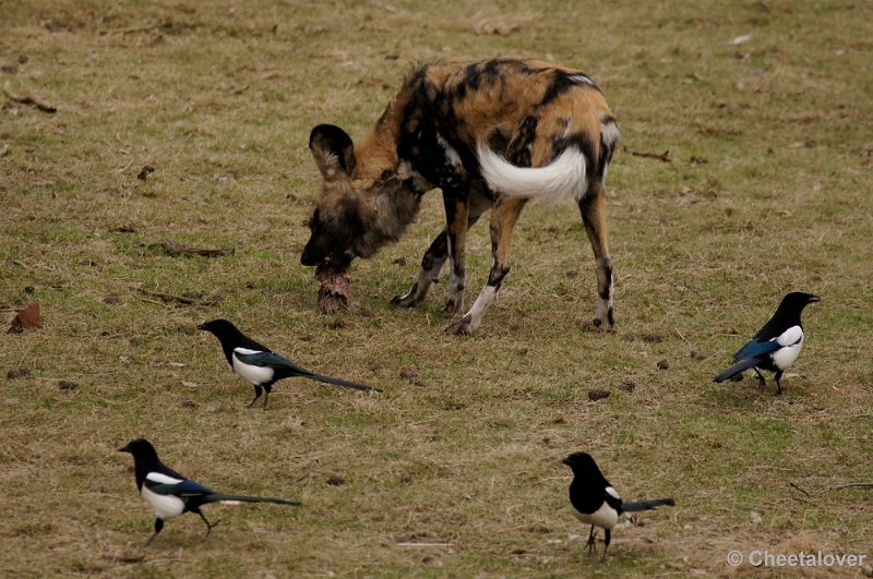 _DSC9358kopie.JPG - Afrikaanse Wilde Hond