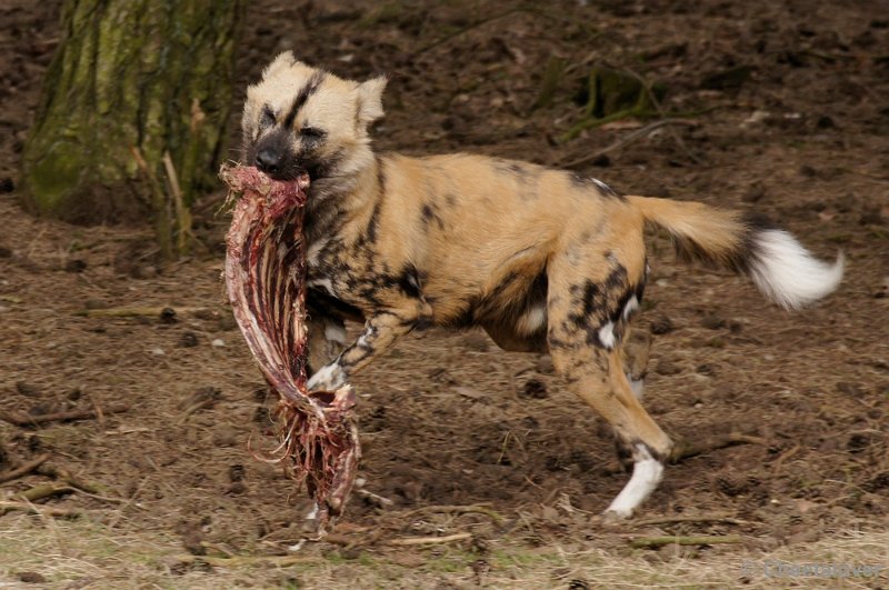 _DSC9365kopie.JPG - Afrikaanse Wilde Hond