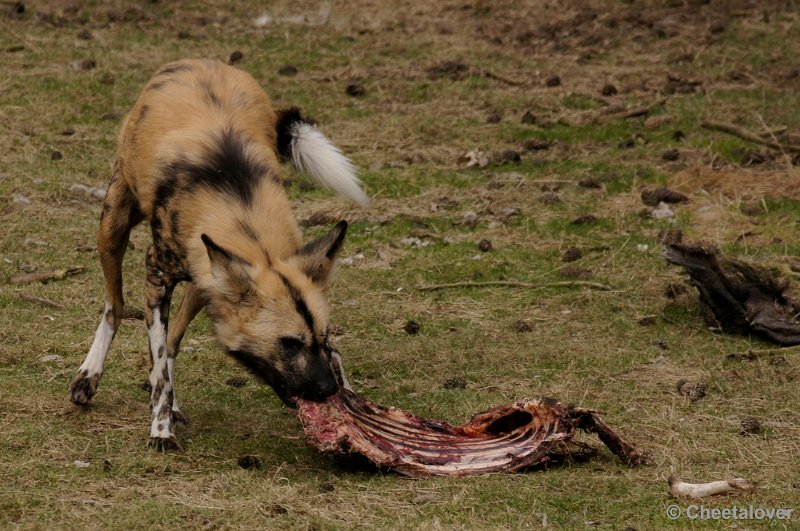 _DSC9369kopie.JPG - Afrikaanse Wilde Hond