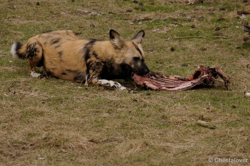 _DSC9371kopie.JPG - Afrikaanse Wilde Hond