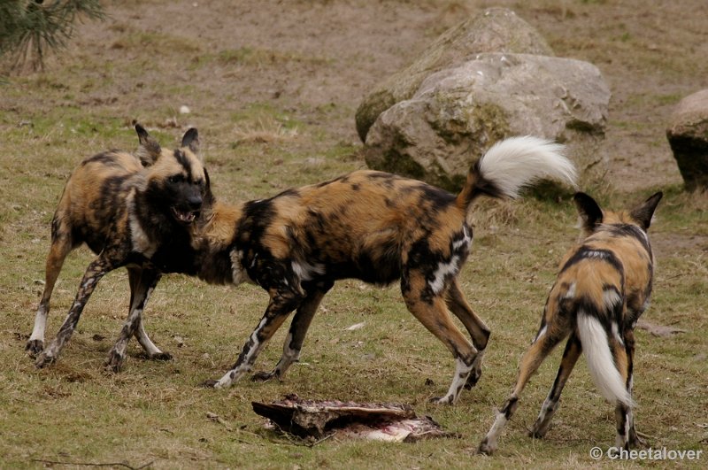 _DSC9384kopie.JPG - Afrikaanse Wilde Hond