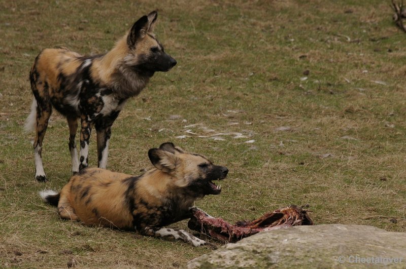 _DSC9396kopie.JPG - Afrikaanse Wilde Hond