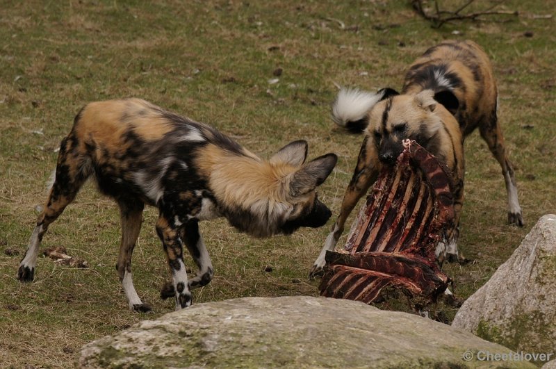 _DSC9401kopie.JPG - Afrikaanse Wilde Hond