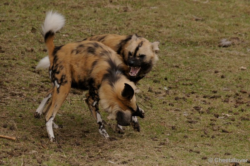 _DSC9422kopie.JPG - Afrikaanse Wilde Hond