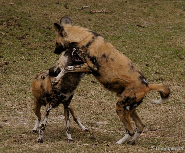 _DSC9436kopie.JPG - Afrikaanse Wilde Hond