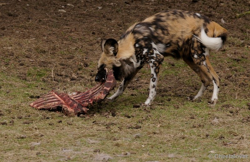 _DSC9445kopie.JPG - Afrikaanse Wilde Hond