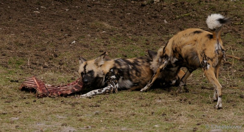 _DSC9447kopie.JPG - Afrikaanse Wilde Hond