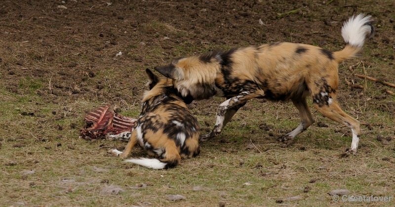 _DSC9457kopie.JPG - Afrikaanse Wilde Hond