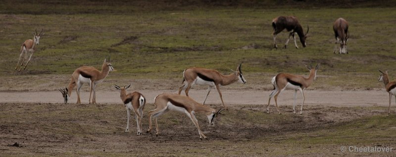 _DSC9559kopie.JPG - Springbok