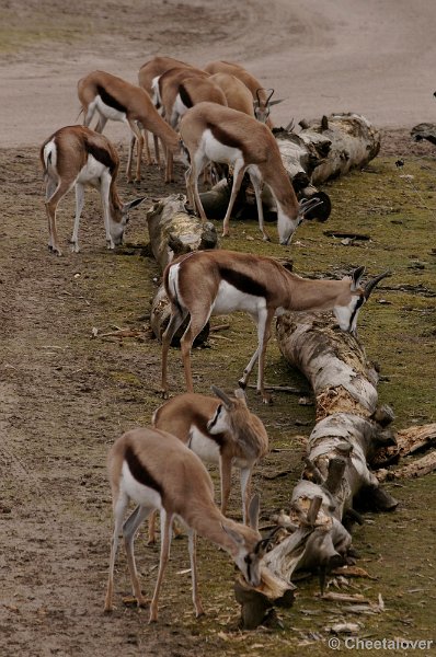 _DSC9585kopie.JPG - Springbok