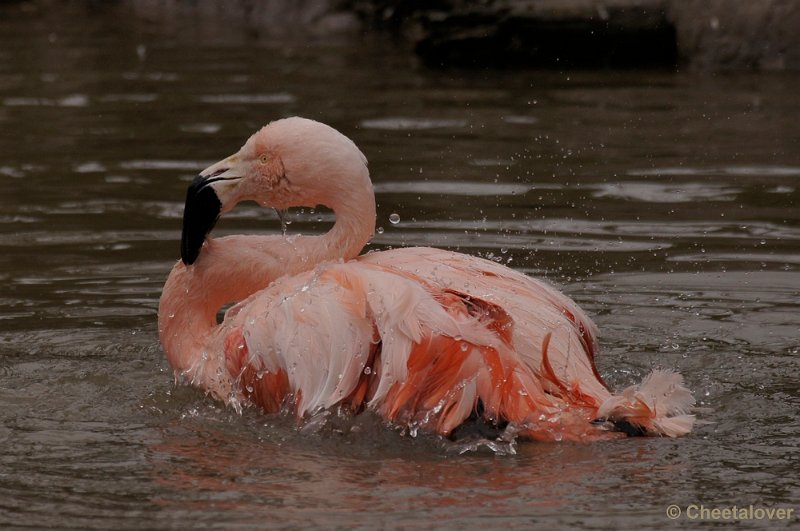 _DSC9617kopie.JPG - Chileense Flamingo