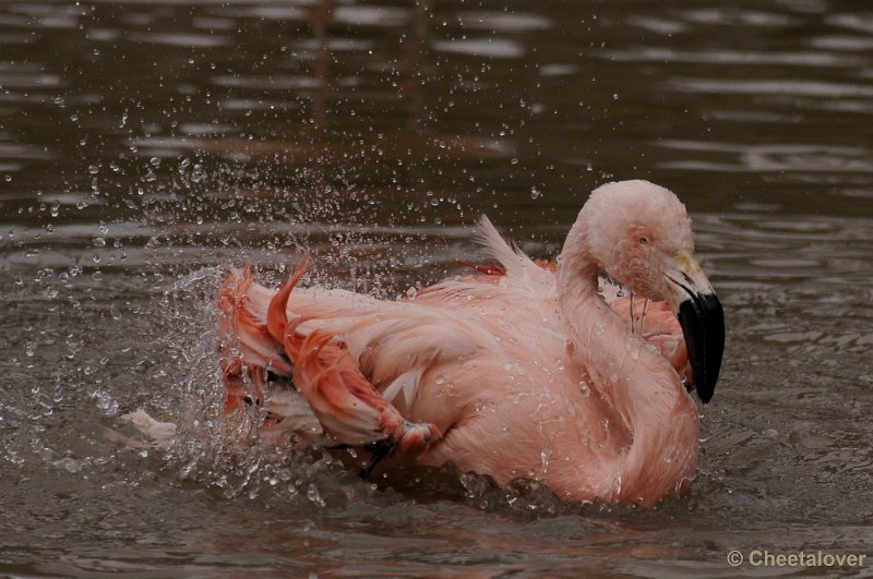 _DSC9635kopie.JPG - Chileense Flamingo
