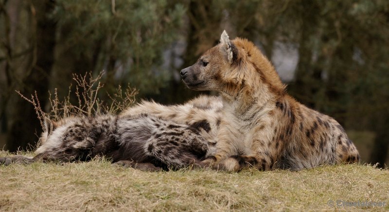 _DSC9673kopie.JPG - Gevlekte Hyena