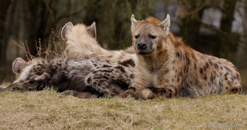 _DSC9678kopie.JPG - Gevlekte Hyena