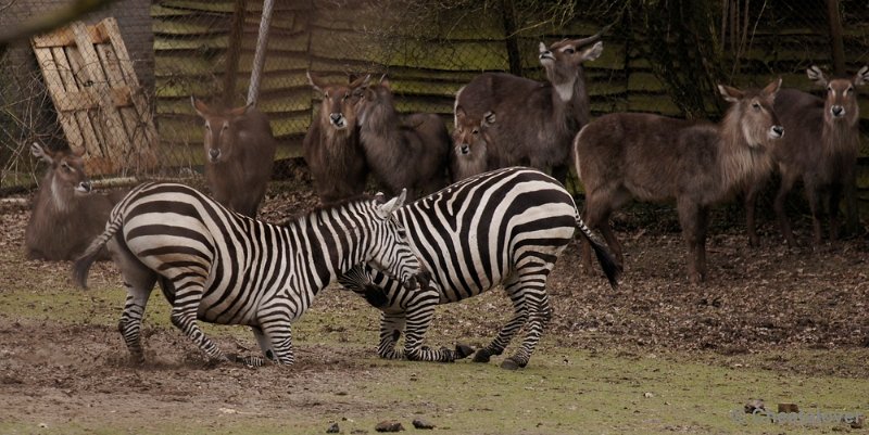 _DSC9720kopie.JPG - Grant zebra en Waterbok