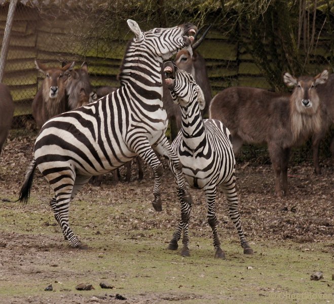 _DSC9723kopie.JPG - Grant zebra en Waterbok