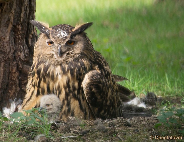 _DSC2128-2.JPG - Europese Oehoe broedt in Safaripark Beekse Bergen