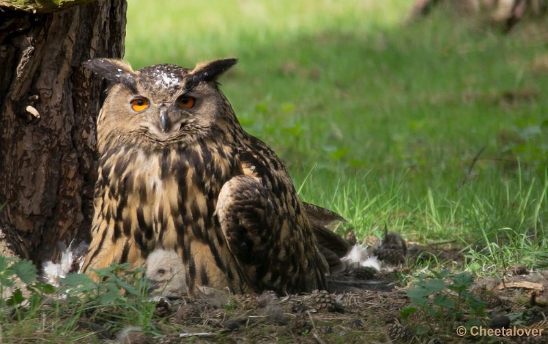 _DSC2132-2.JPG - Europese Oehoe broedt in Safaripark Beekse Bergen