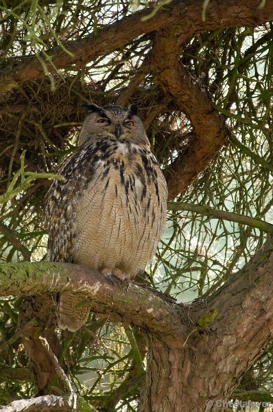 _DSC2146-2.JPG - Europese Oehoe broedt in Safaripark Beekse Bergen'Het mannetje houdt alles scherp in de gaten'