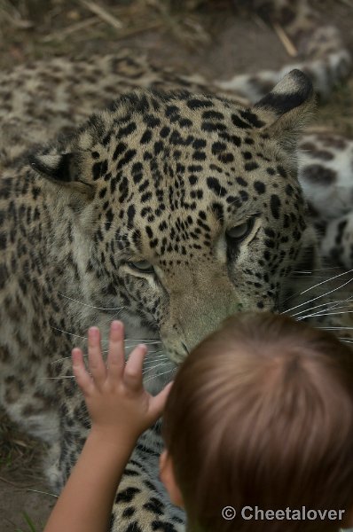 _DSC9013.JPG - Luipaard...lekker dichtbij