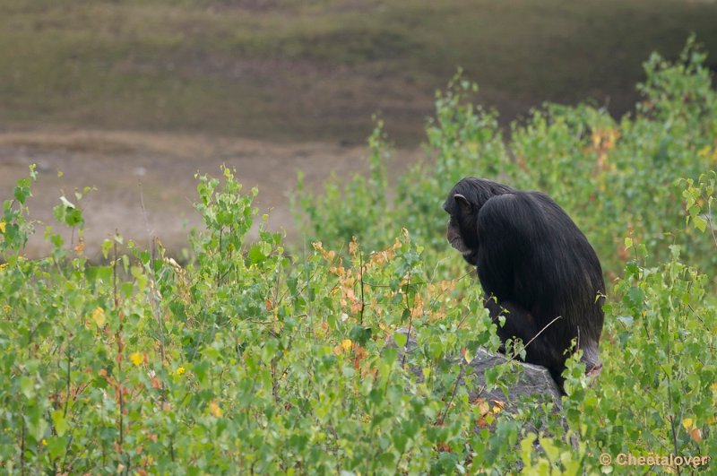 _DSC9025.JPG - Chimpansee