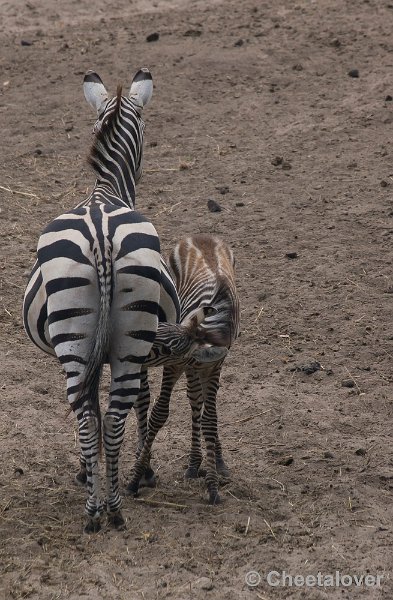 _DSC9037.JPG - Grant Zebra