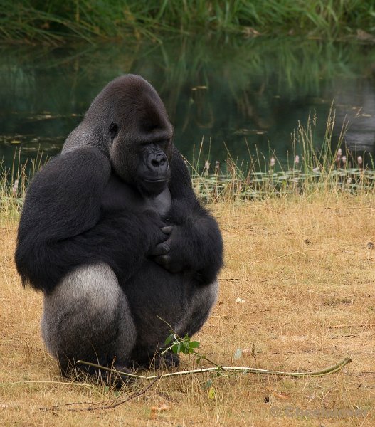 _DSC9109.JPG - Gorilla