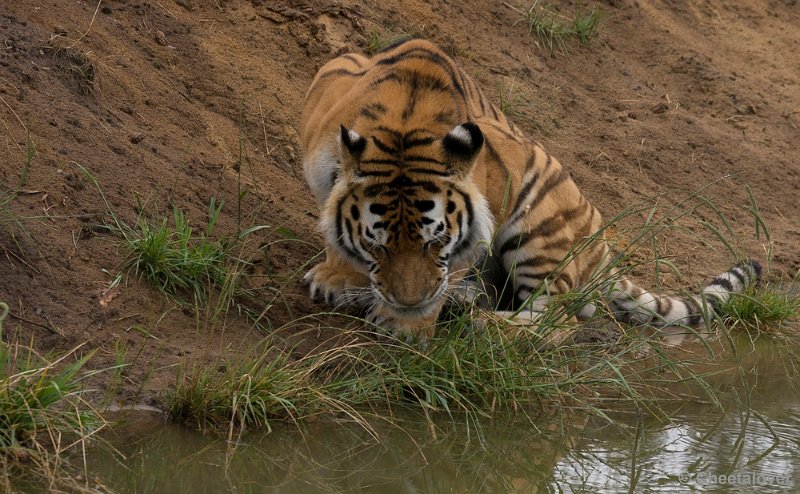 _DSC9124.JPG - Sibericshe Tijger