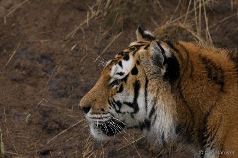 _DSC9130.JPG - Sibericshe Tijger