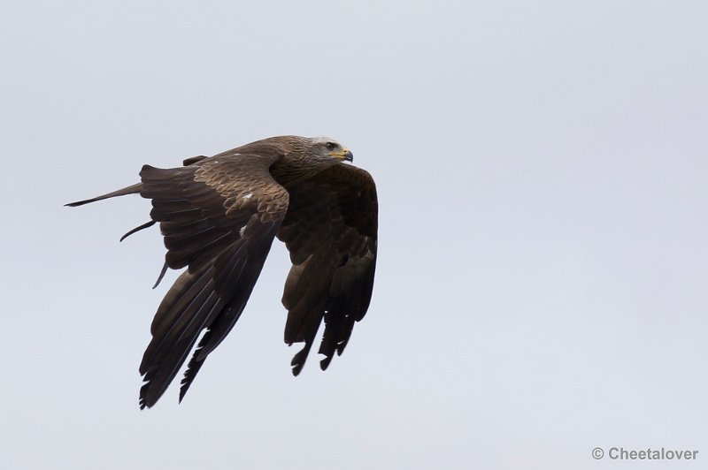 _DSC9222.JPG - Zwarte Wouw