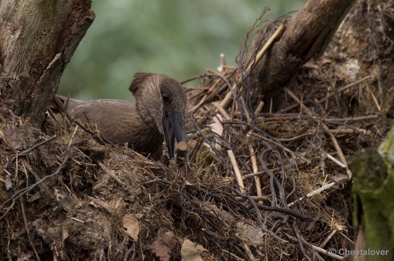 _DSC9292.JPG - Hamerkop