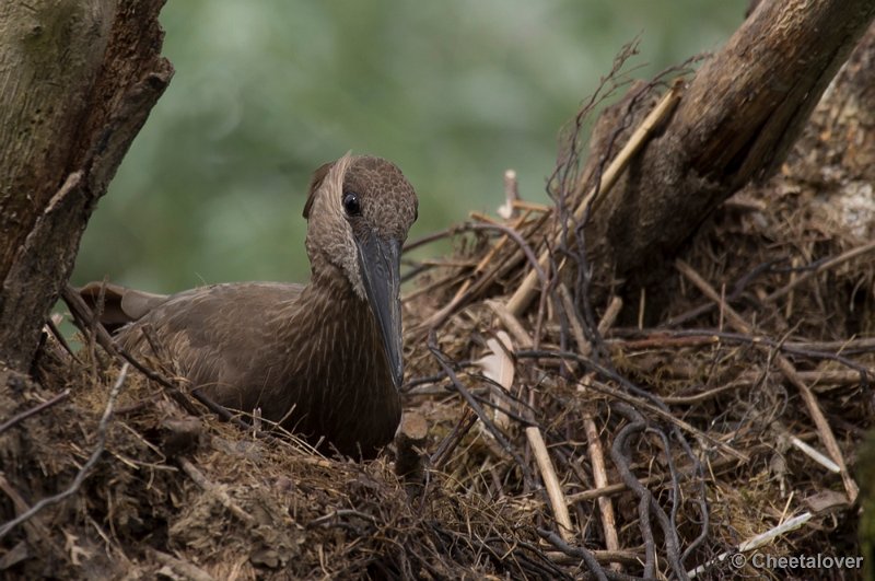 _DSC9294.JPG - Hamerkop