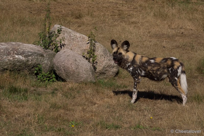 _DSC0527.JPG - Afrikaanse Wilde Hond