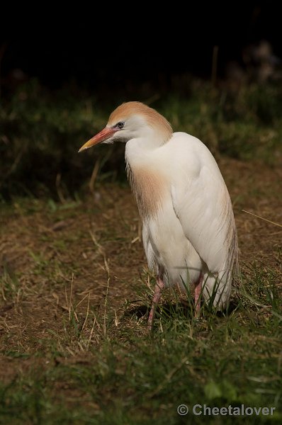 _DSC0574.JPG - Koereiger