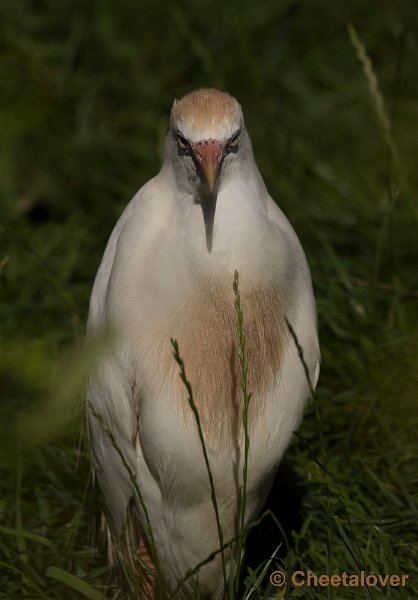 _DSC0575.JPG - Koereiger