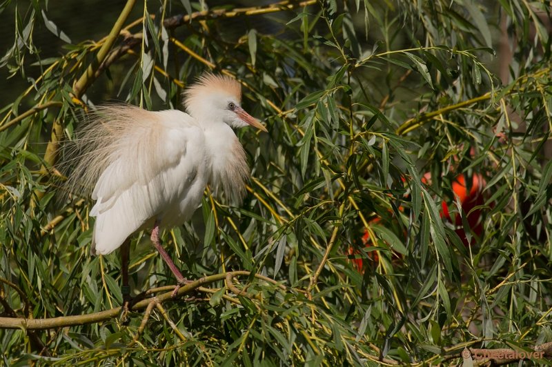 _DSC0580.JPG - Koereiger