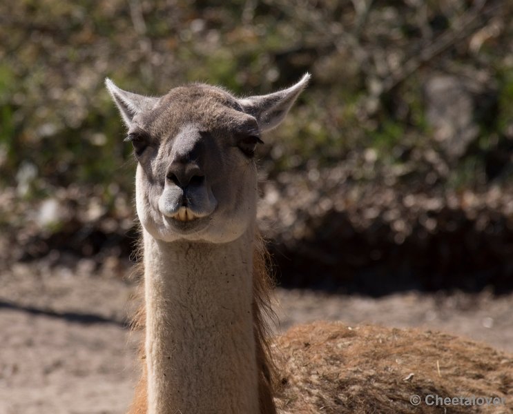 _DSC0590.JPG - Guanaco